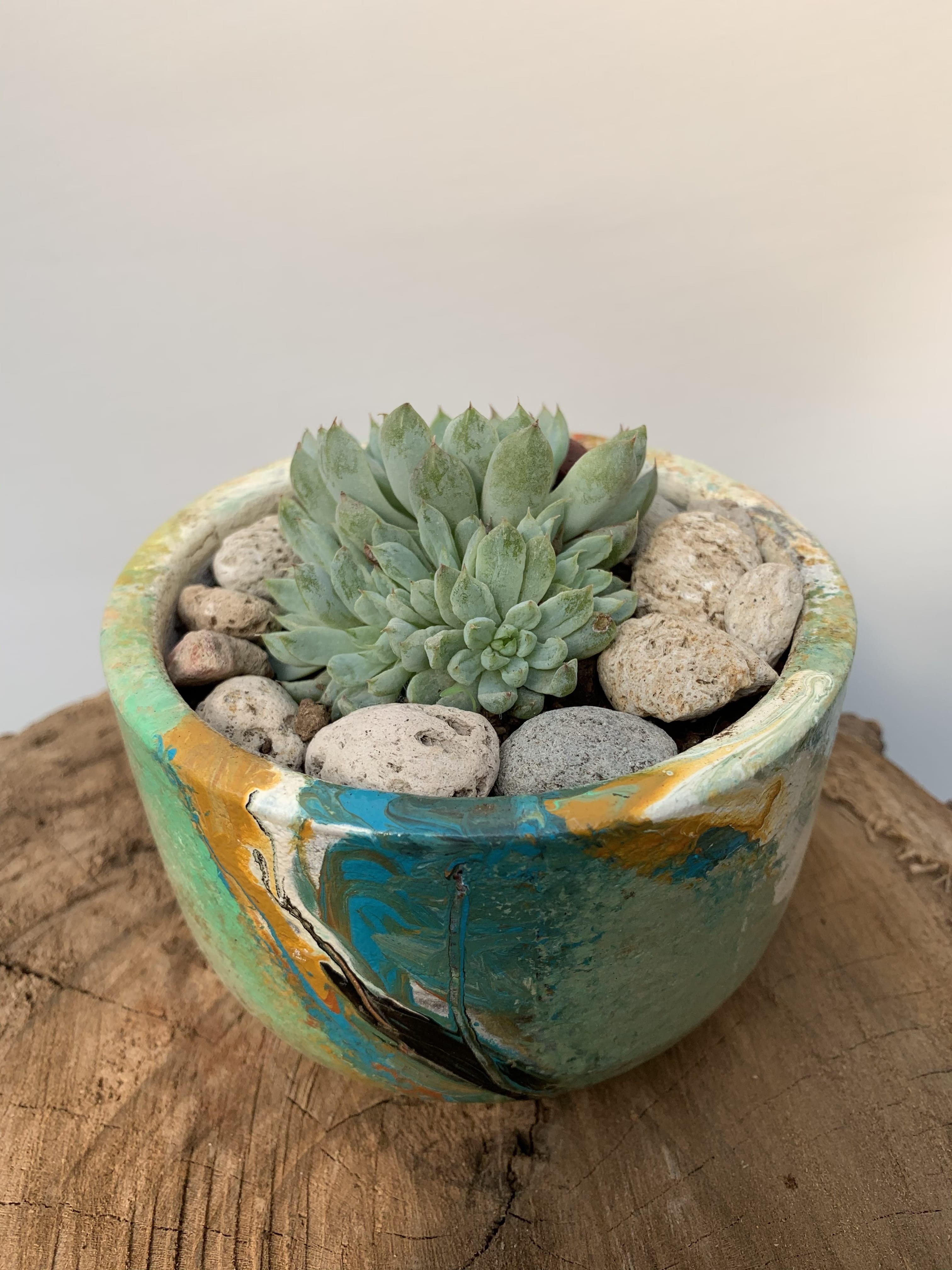 Echeveria 