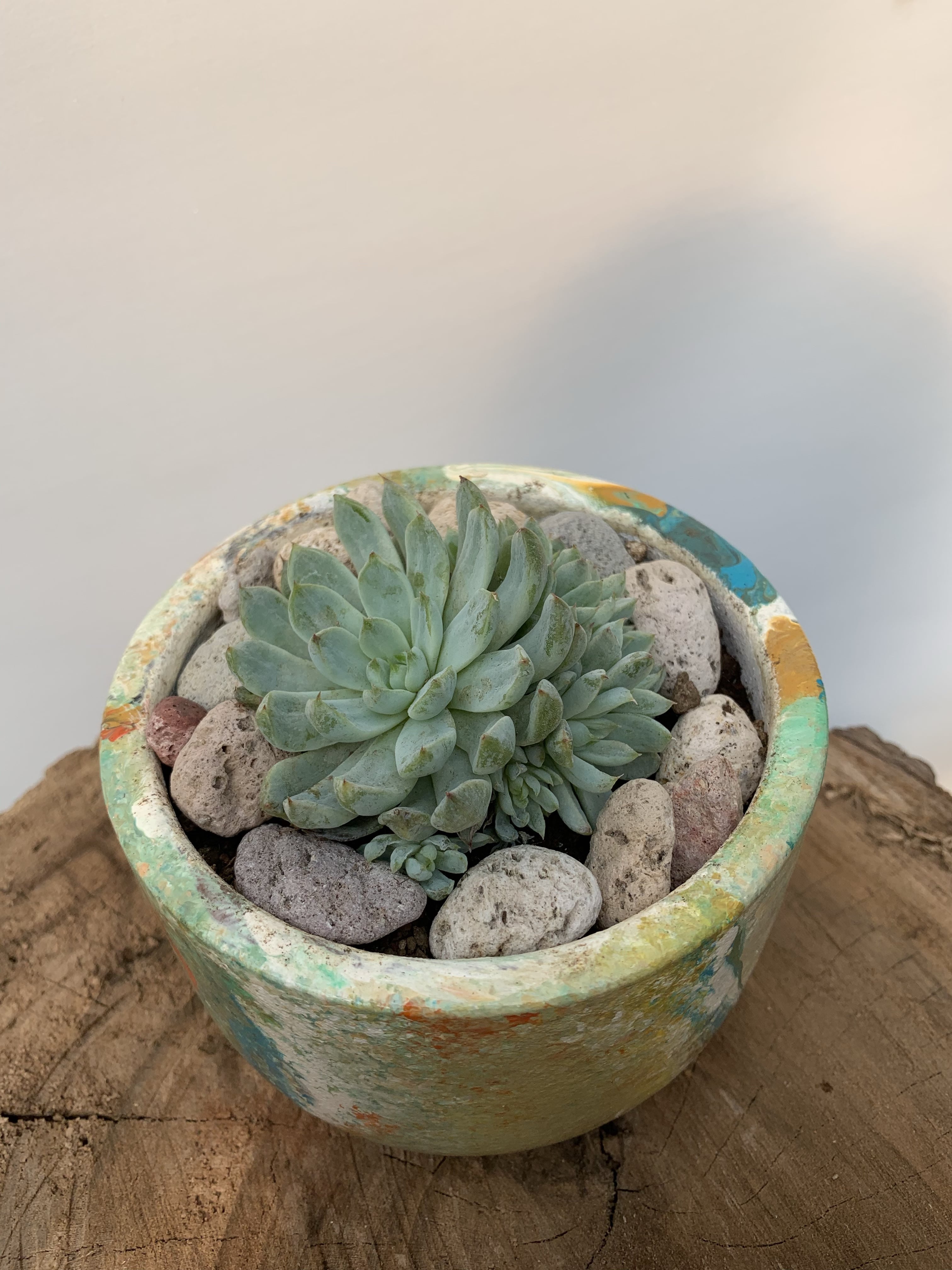 Echeveria 