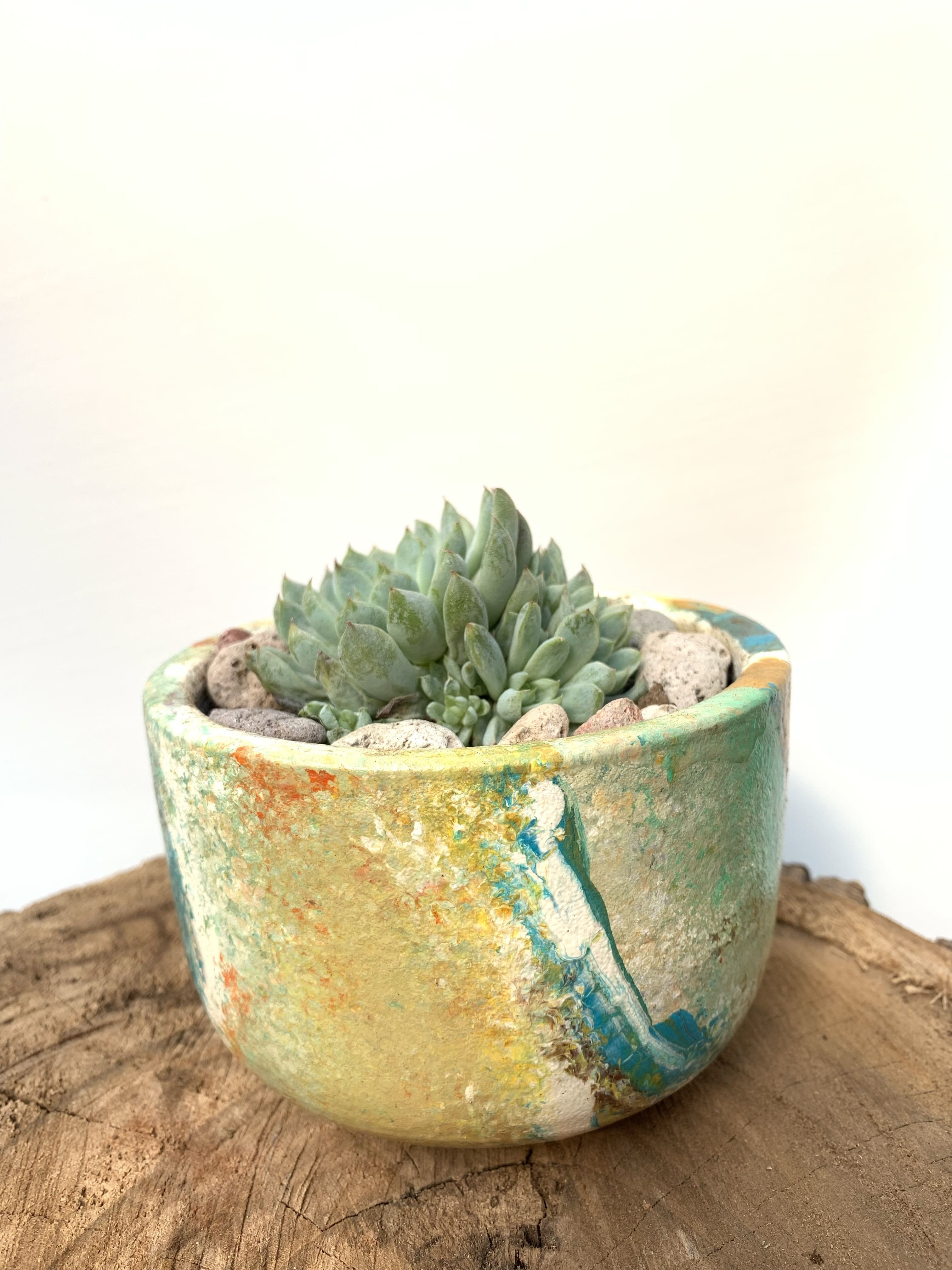 Echeveria 