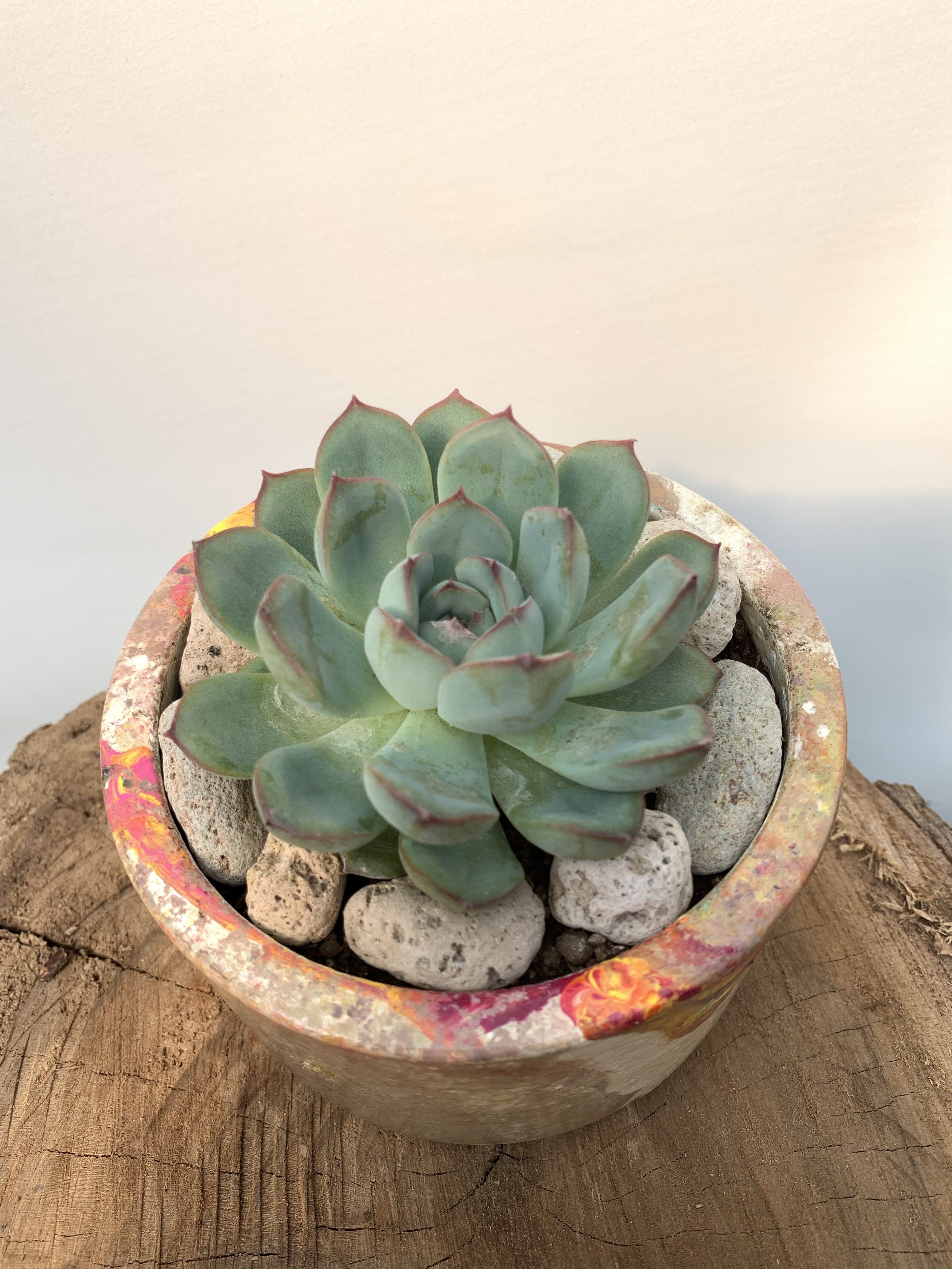 Echeveria “Hércules”