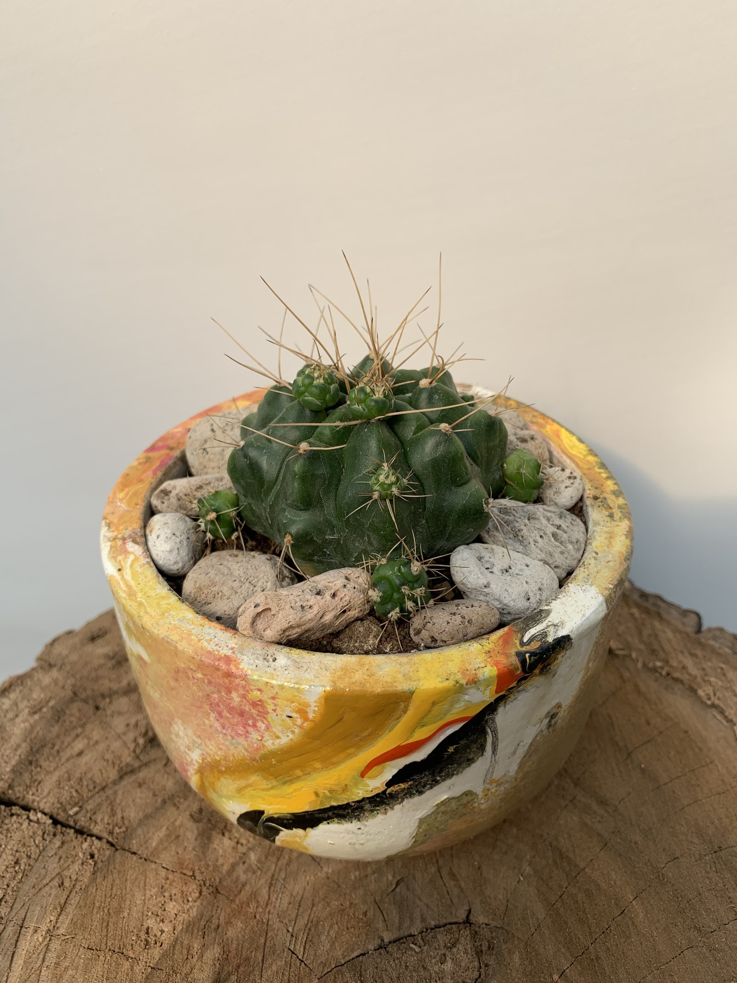 Gymnocalycium Eurypleurum