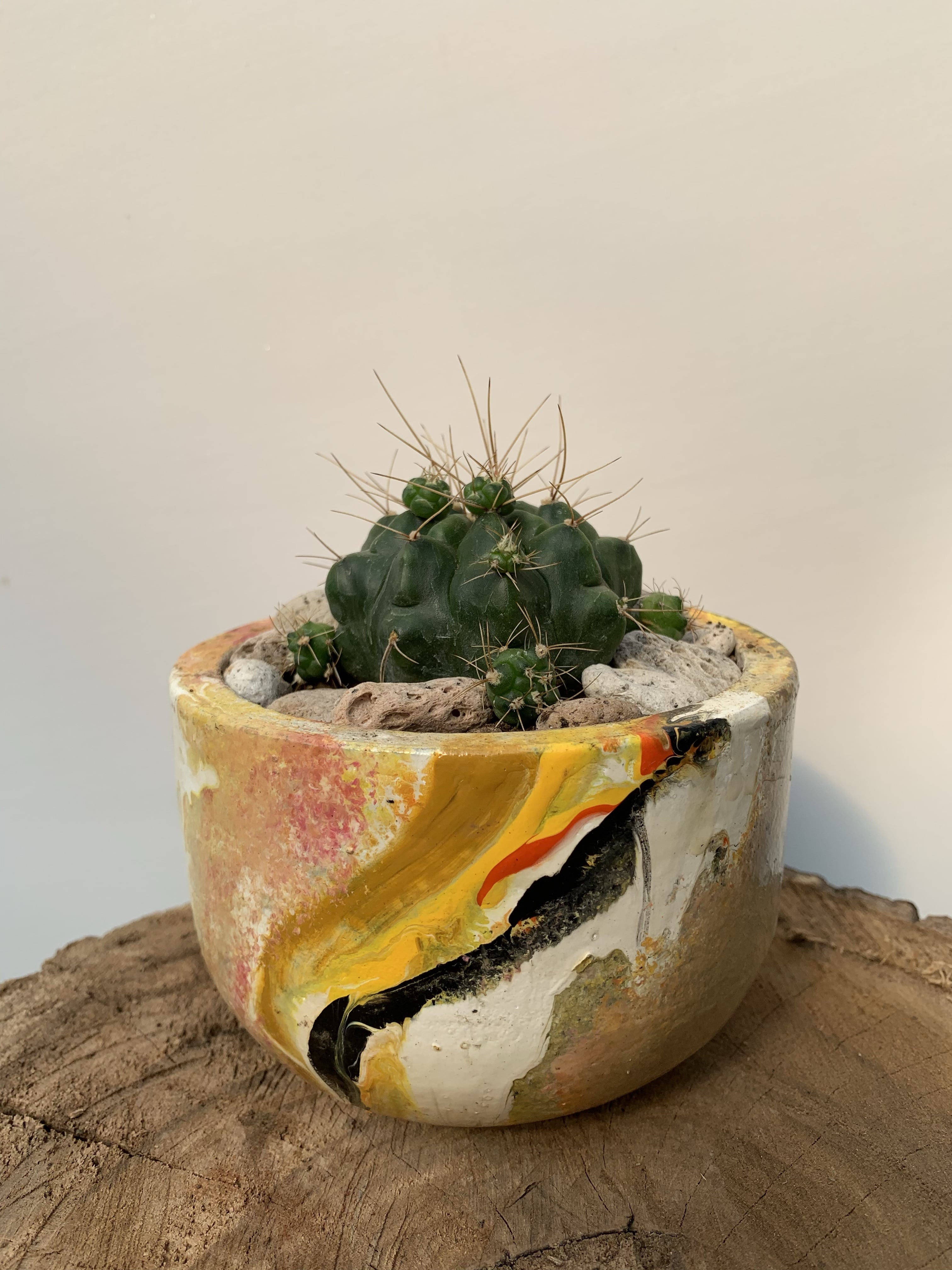 Gymnocalycium Eurypleurum