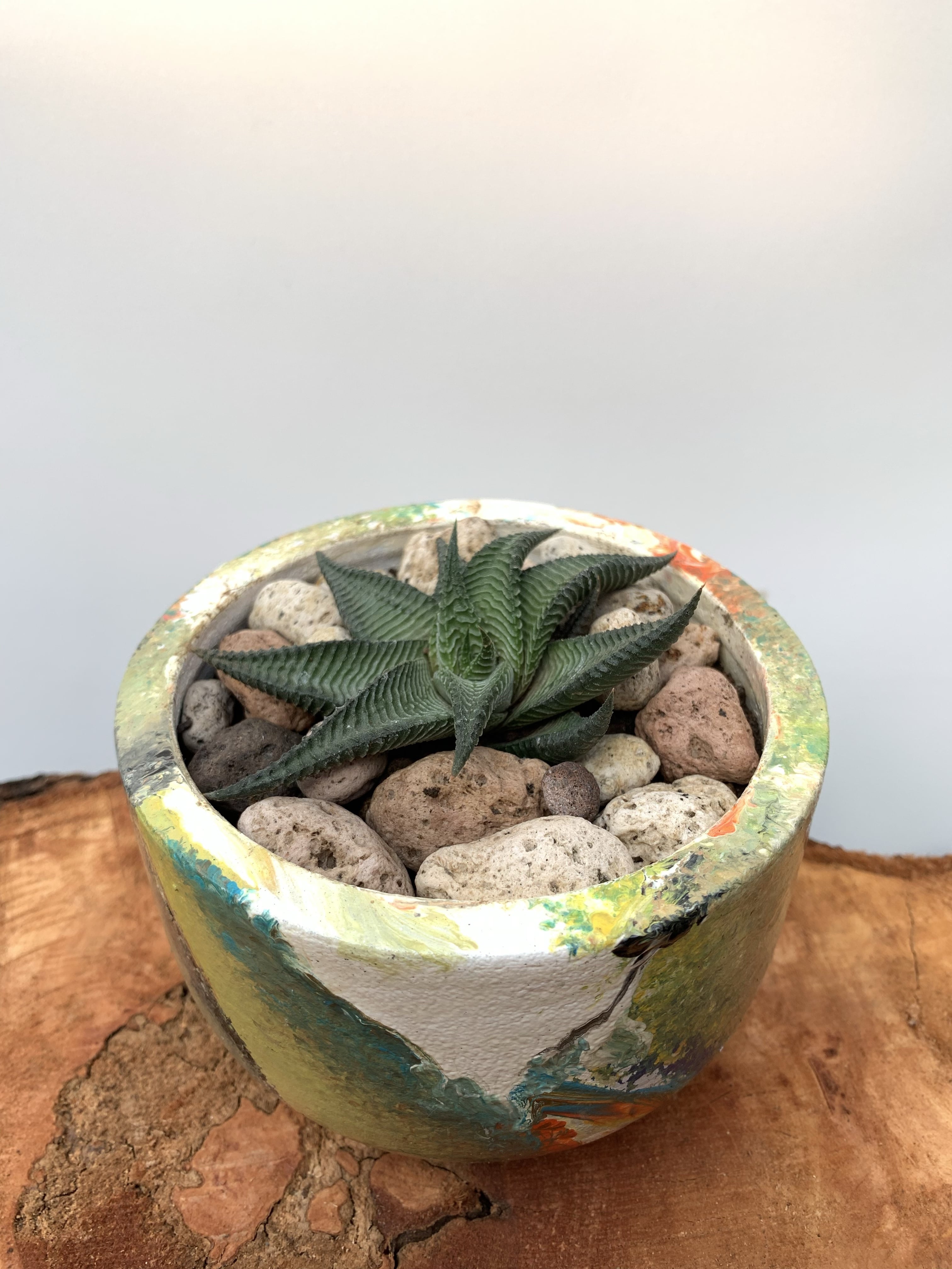 Haworthia Limifolia Spiralis