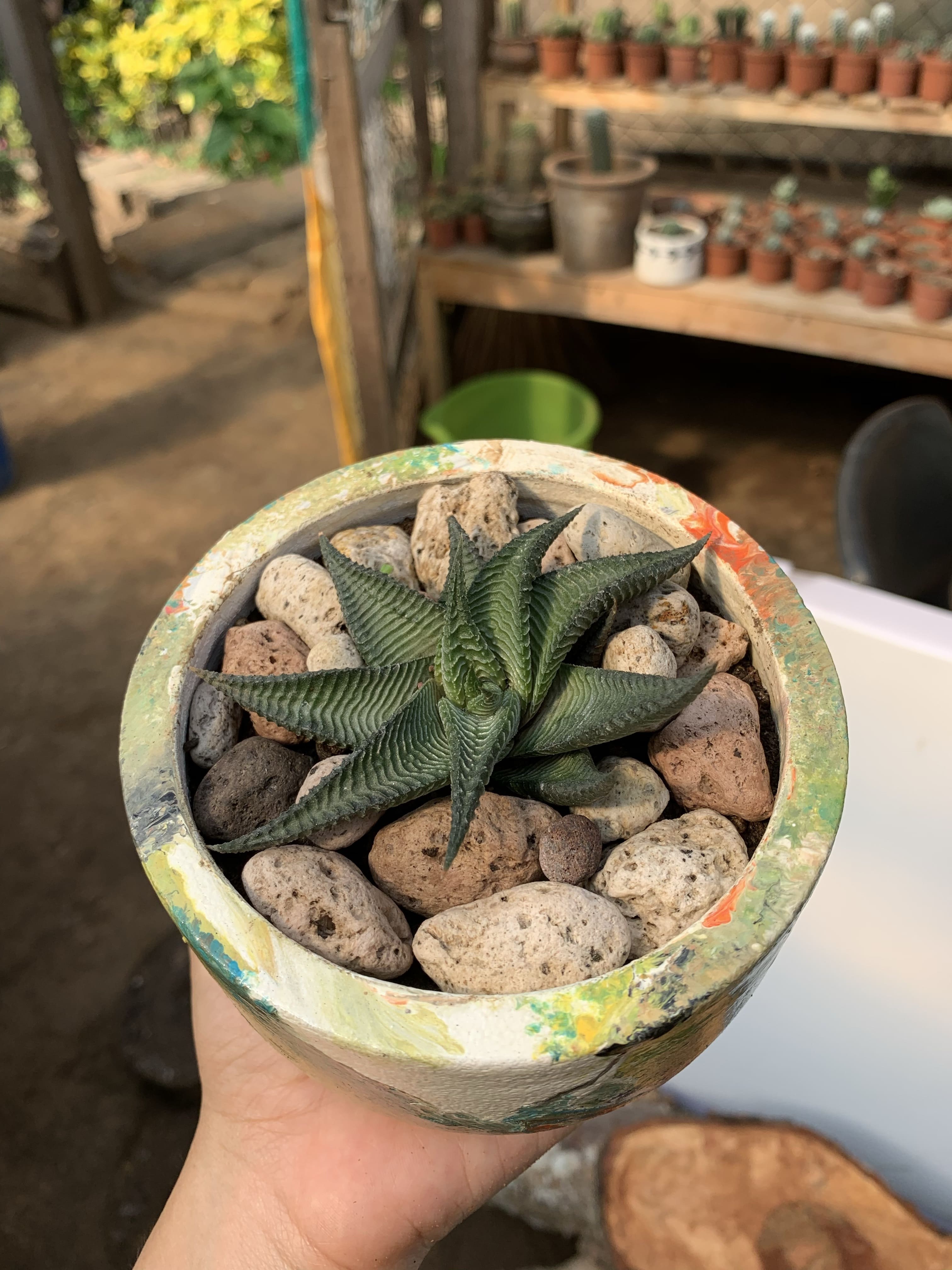 Haworthia Limifolia Spiralis