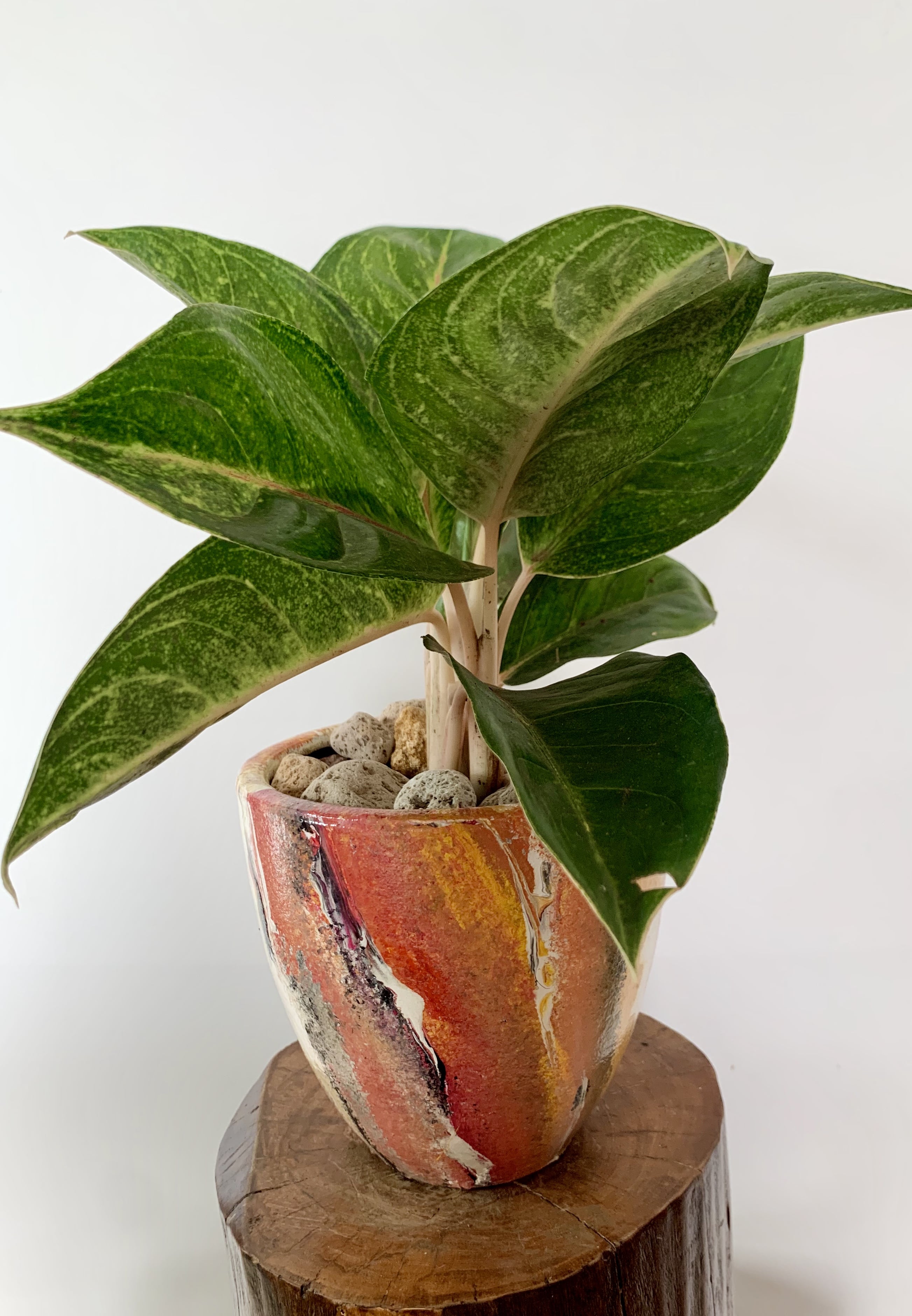 Aglaonema King of Siam