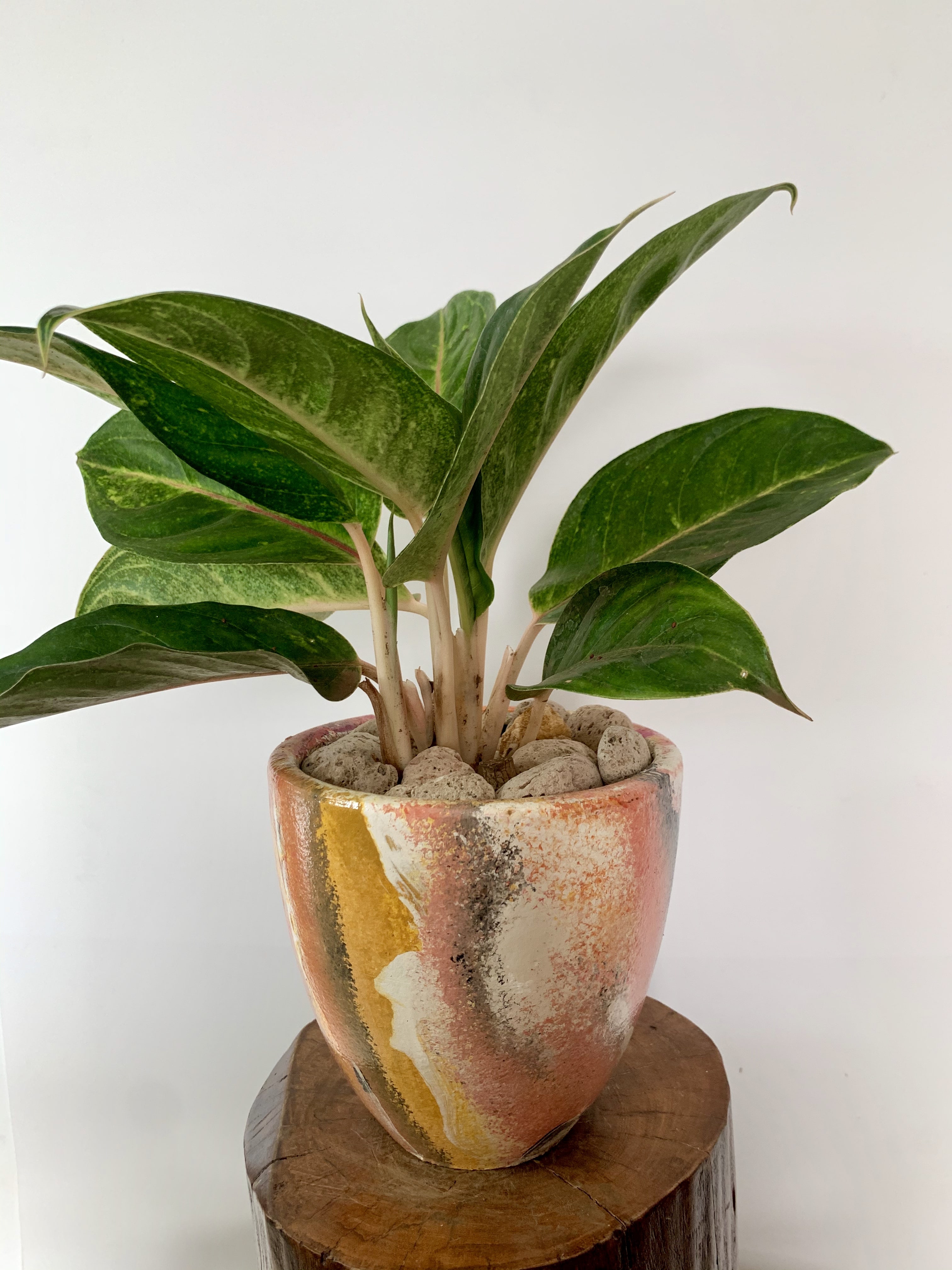 Aglaonema King of Siam