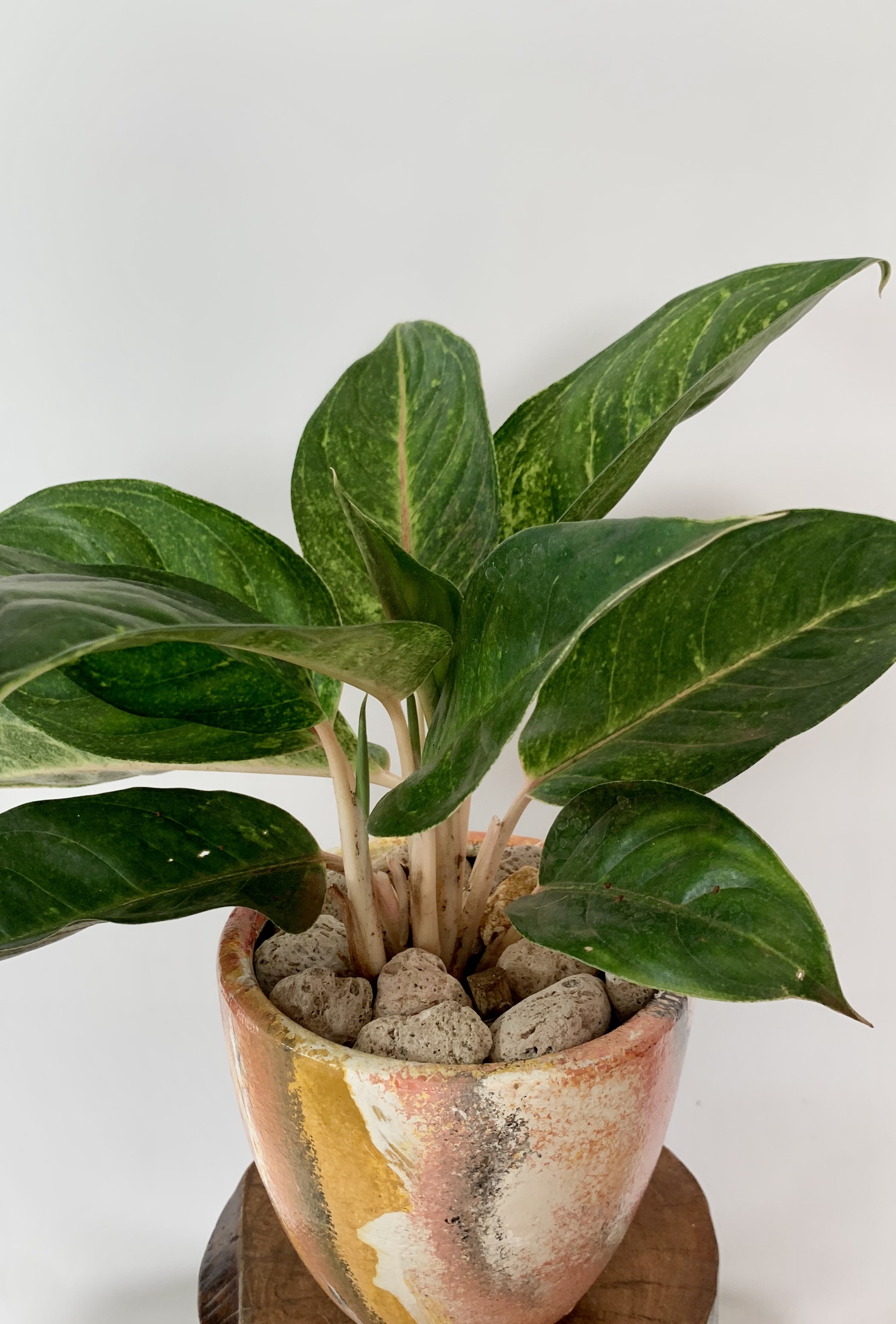 Aglaonema King of Siam
