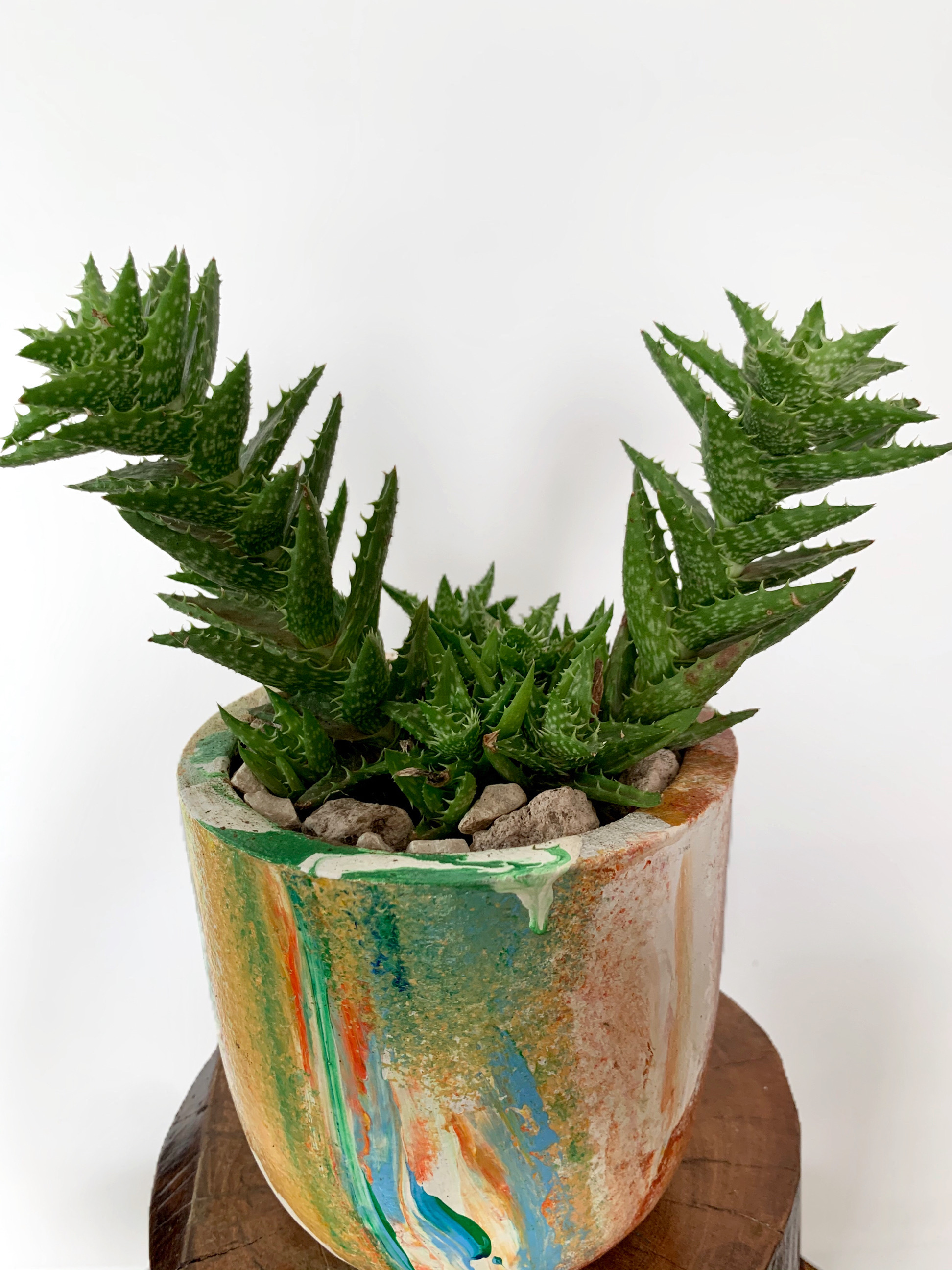 Aloes Juvennas
