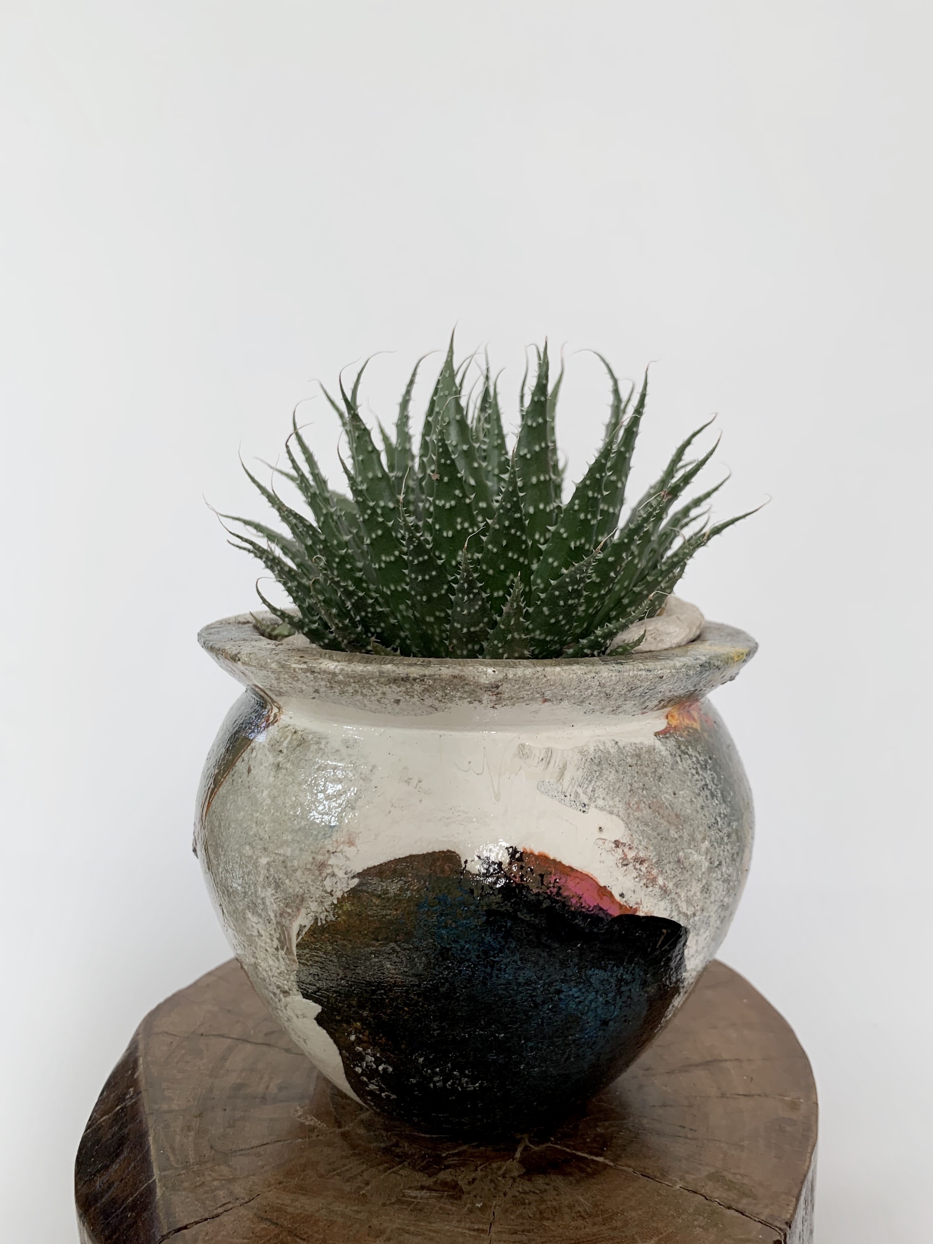 Aristaloe Aristata