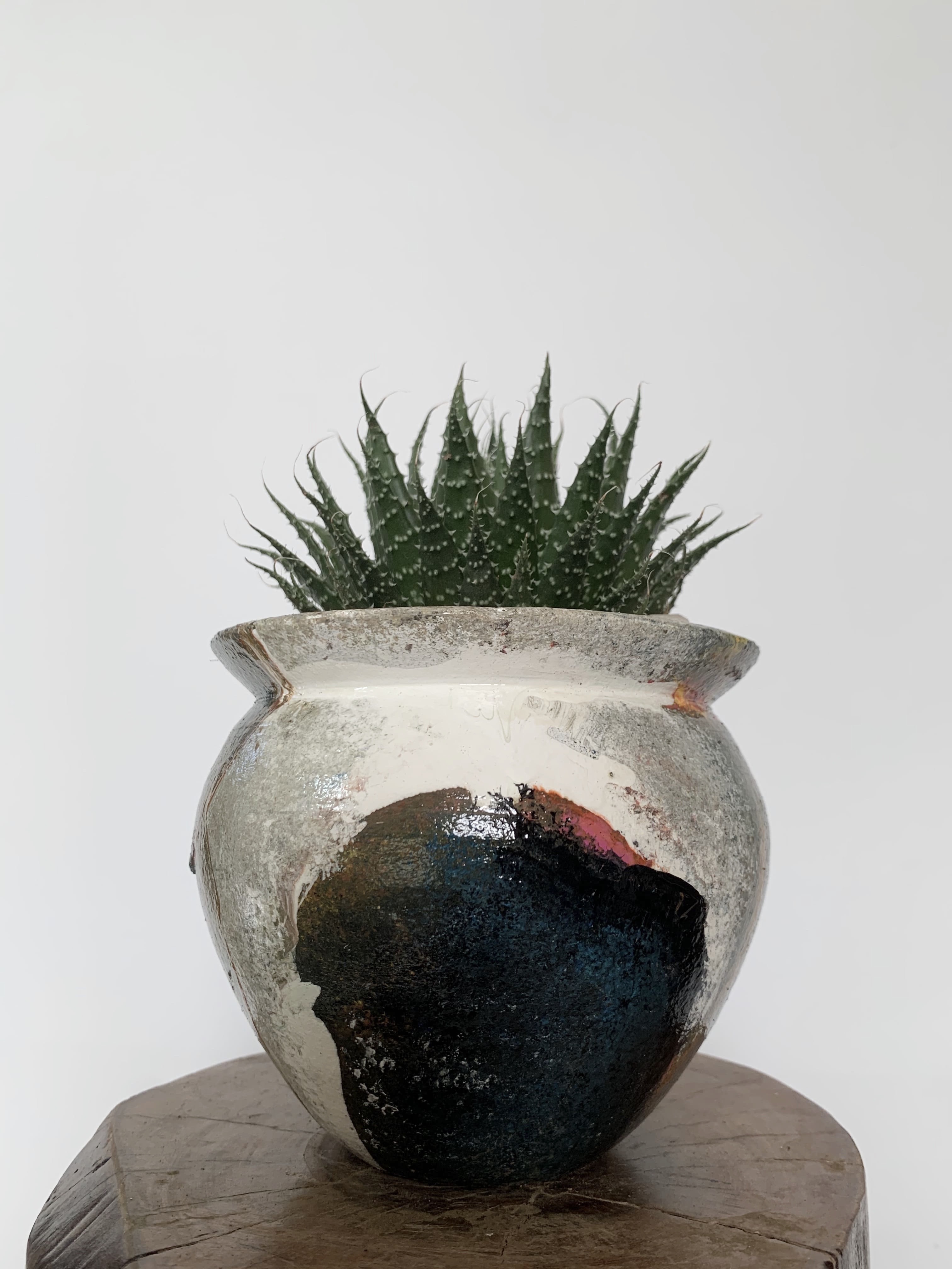 Aristaloe Aristata