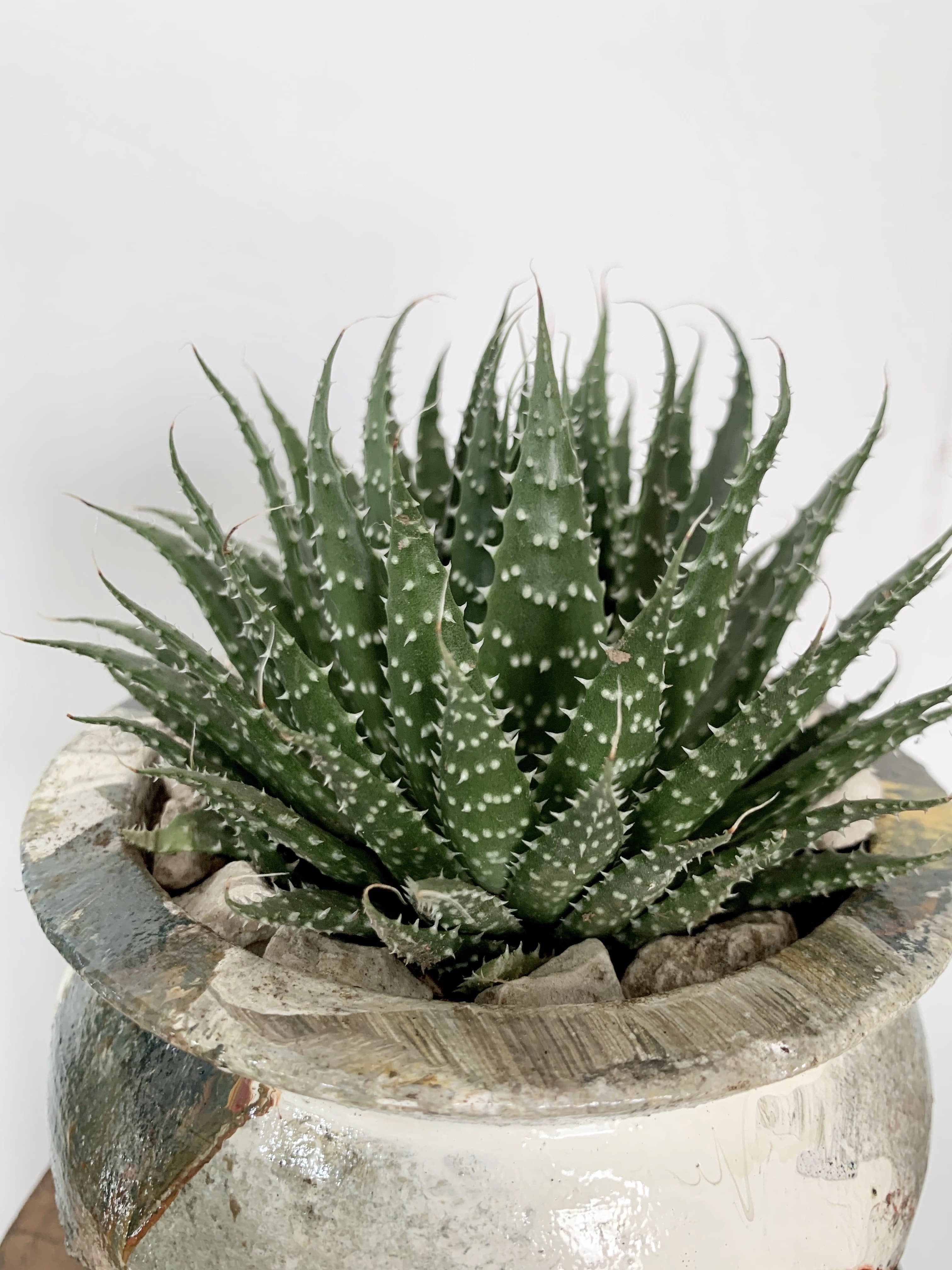 Aristaloe Aristata