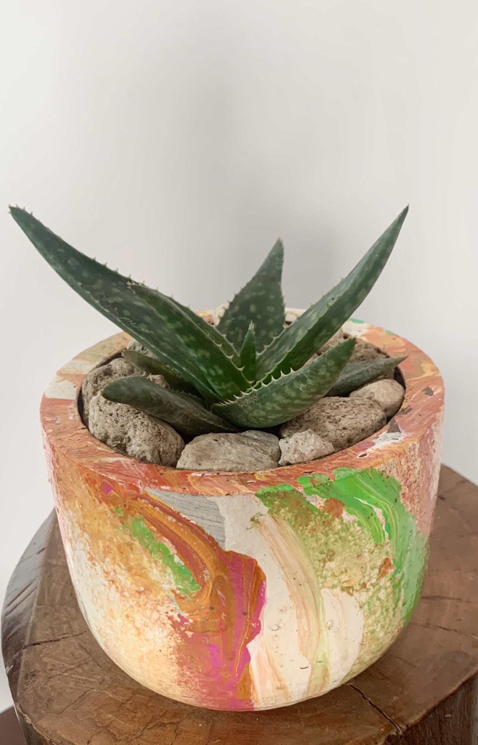 Aloe Maculata