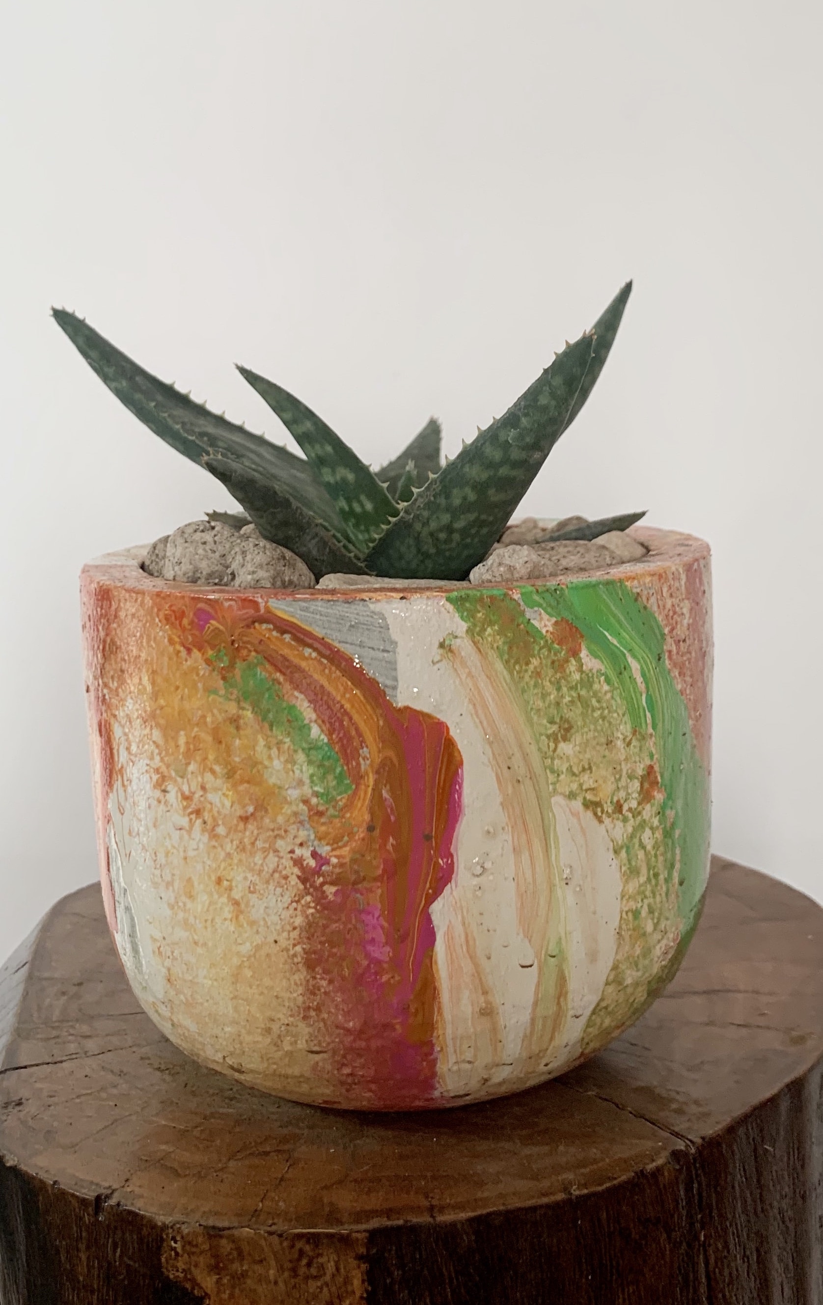 Aloe Maculata