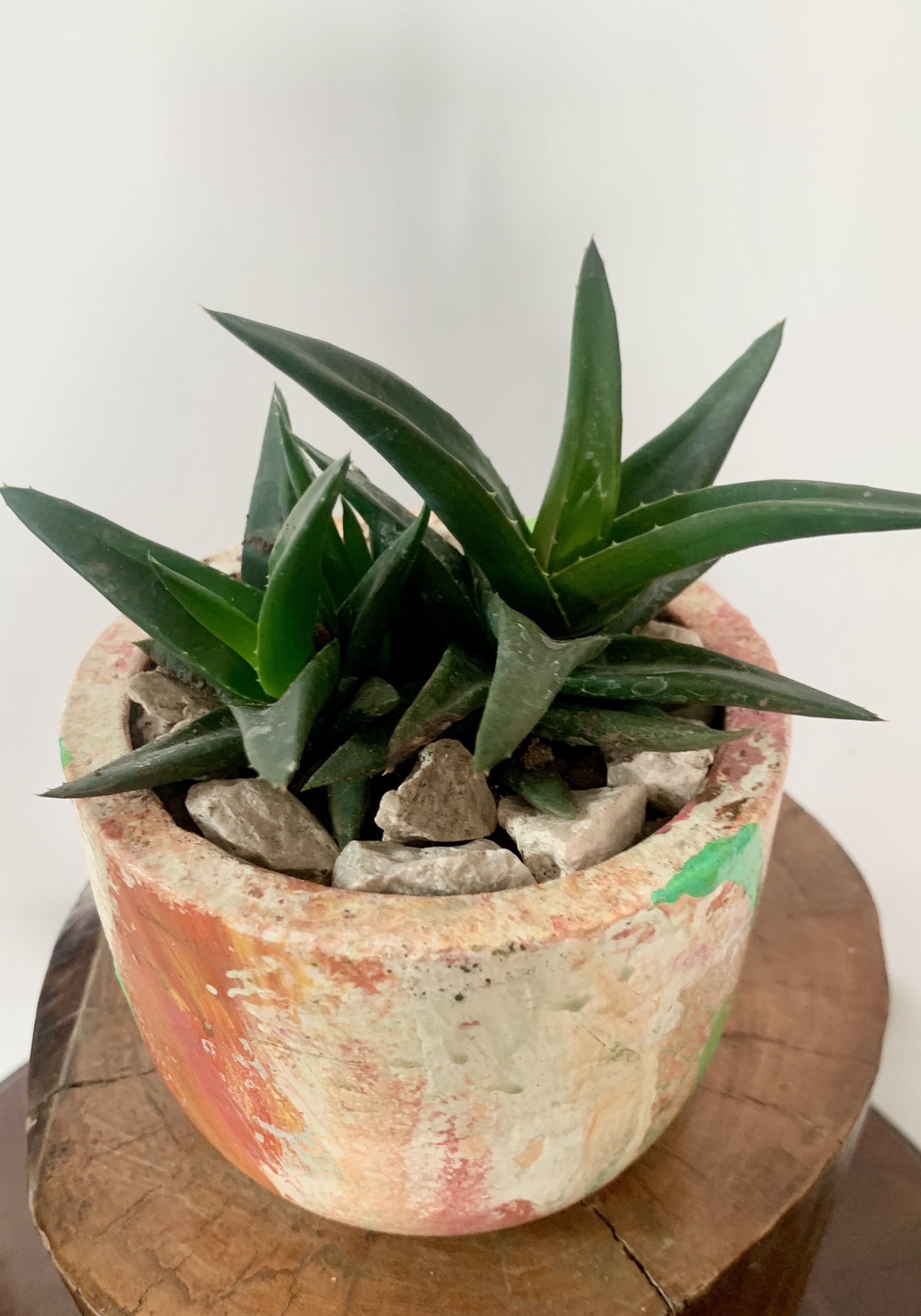 Alworthia 'Black Gem'
