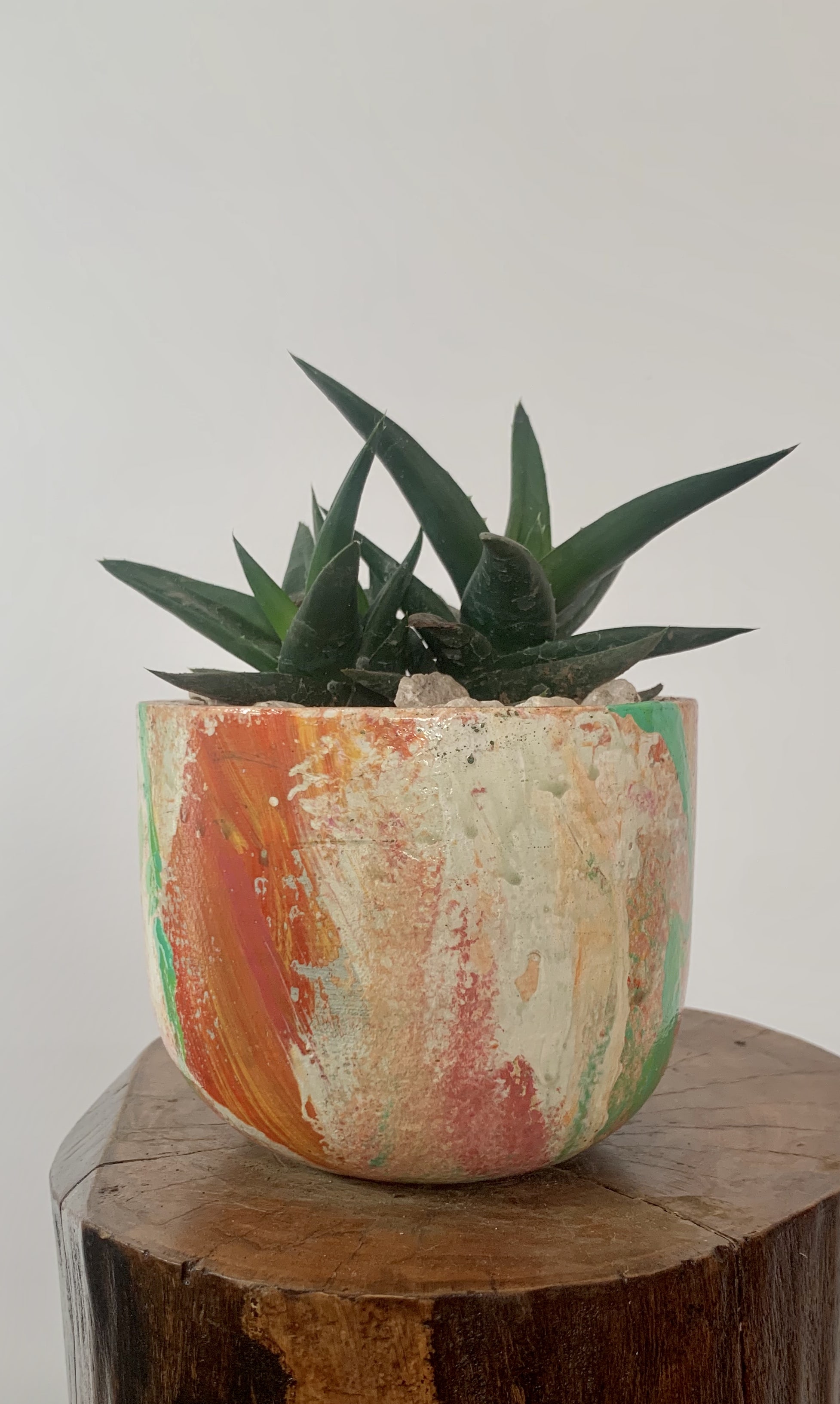 Alworthia 'Black Gem'