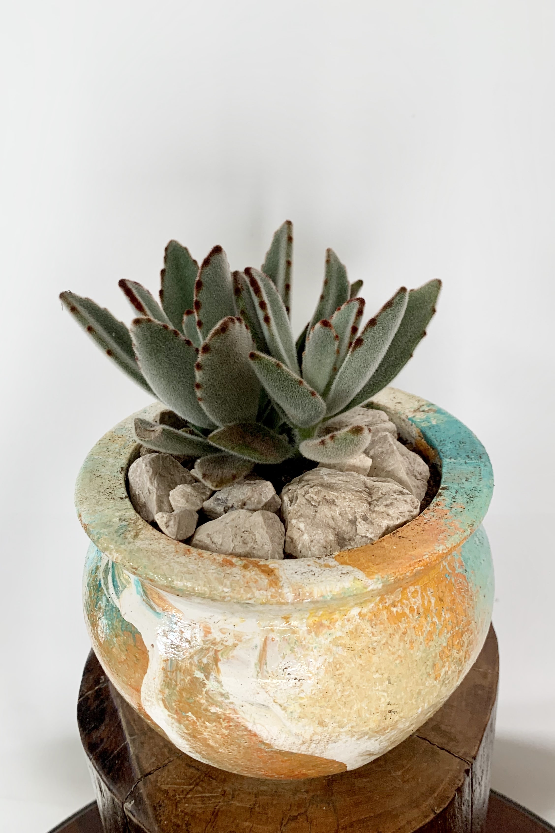 Kalanchoes Tomentosas