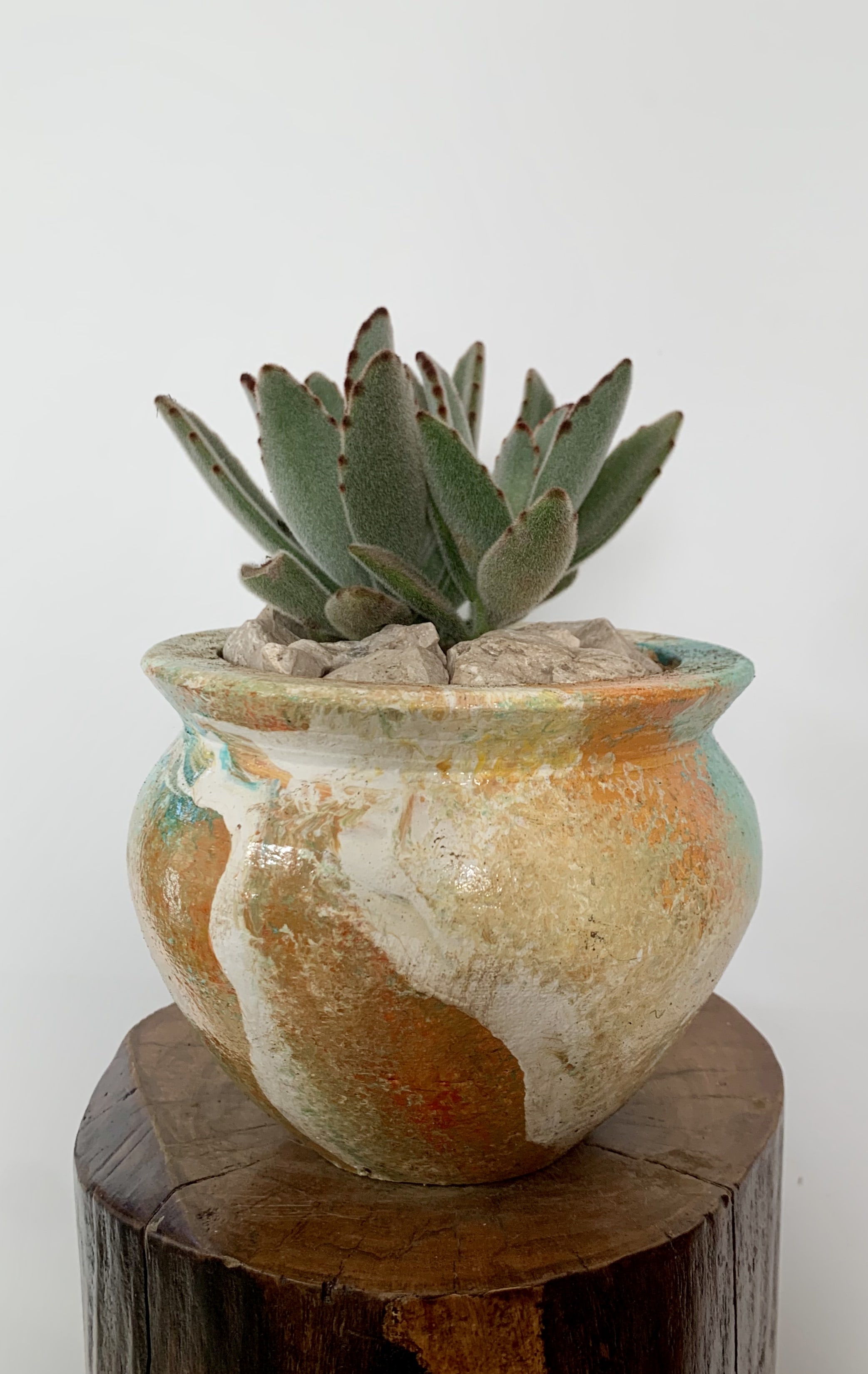 Kalanchoes Tomentosas
