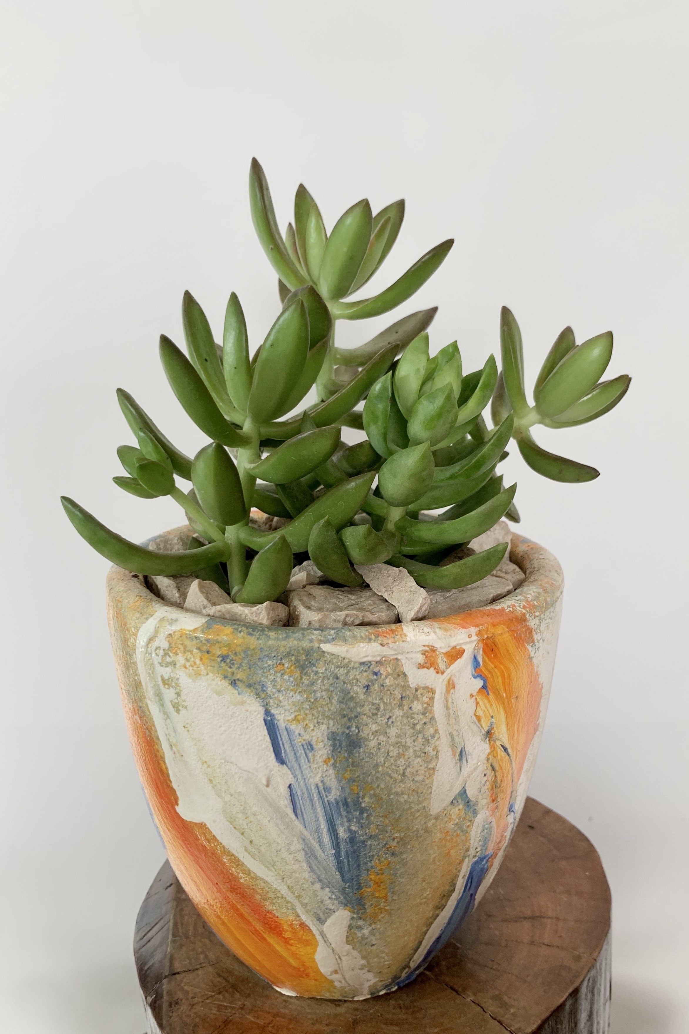 Sedums
