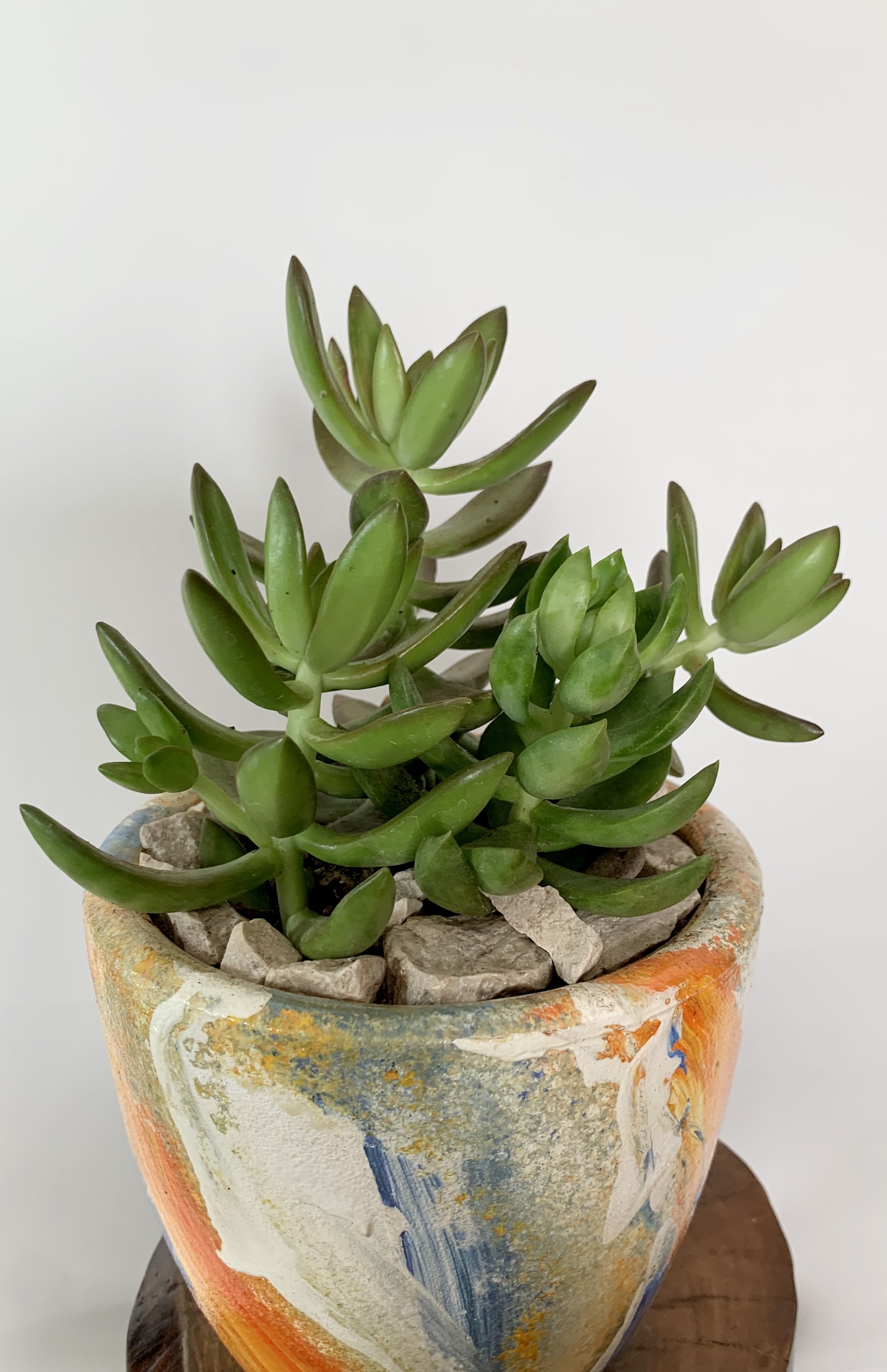 Sedums Adolphii / Dorado