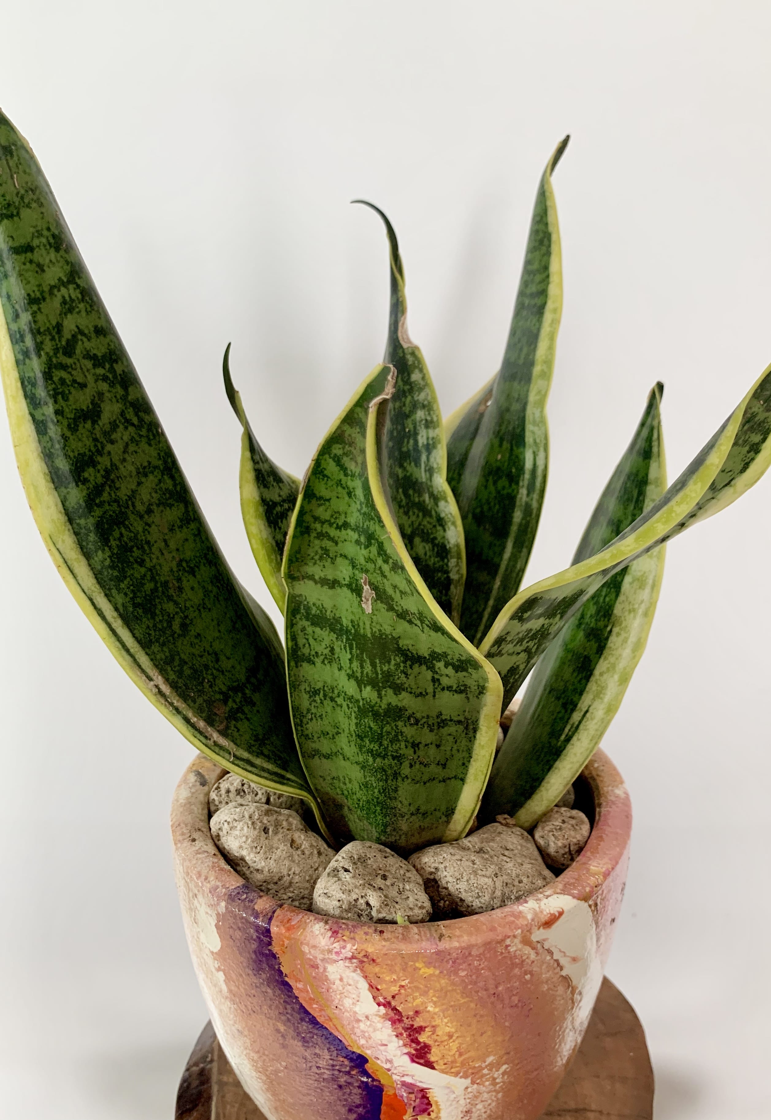 Sansevieria Trifasciata