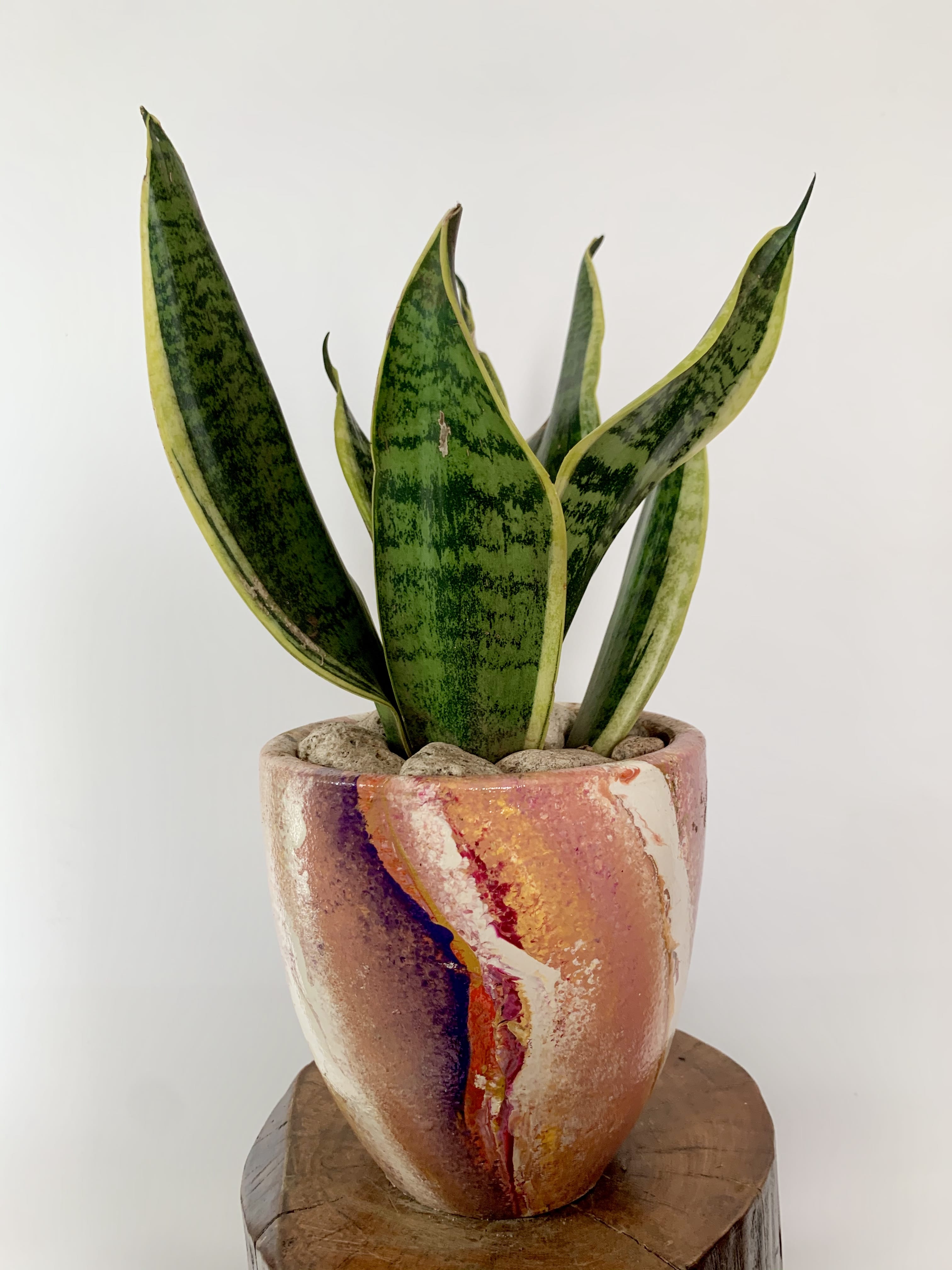 Sansevieria Trifasciata