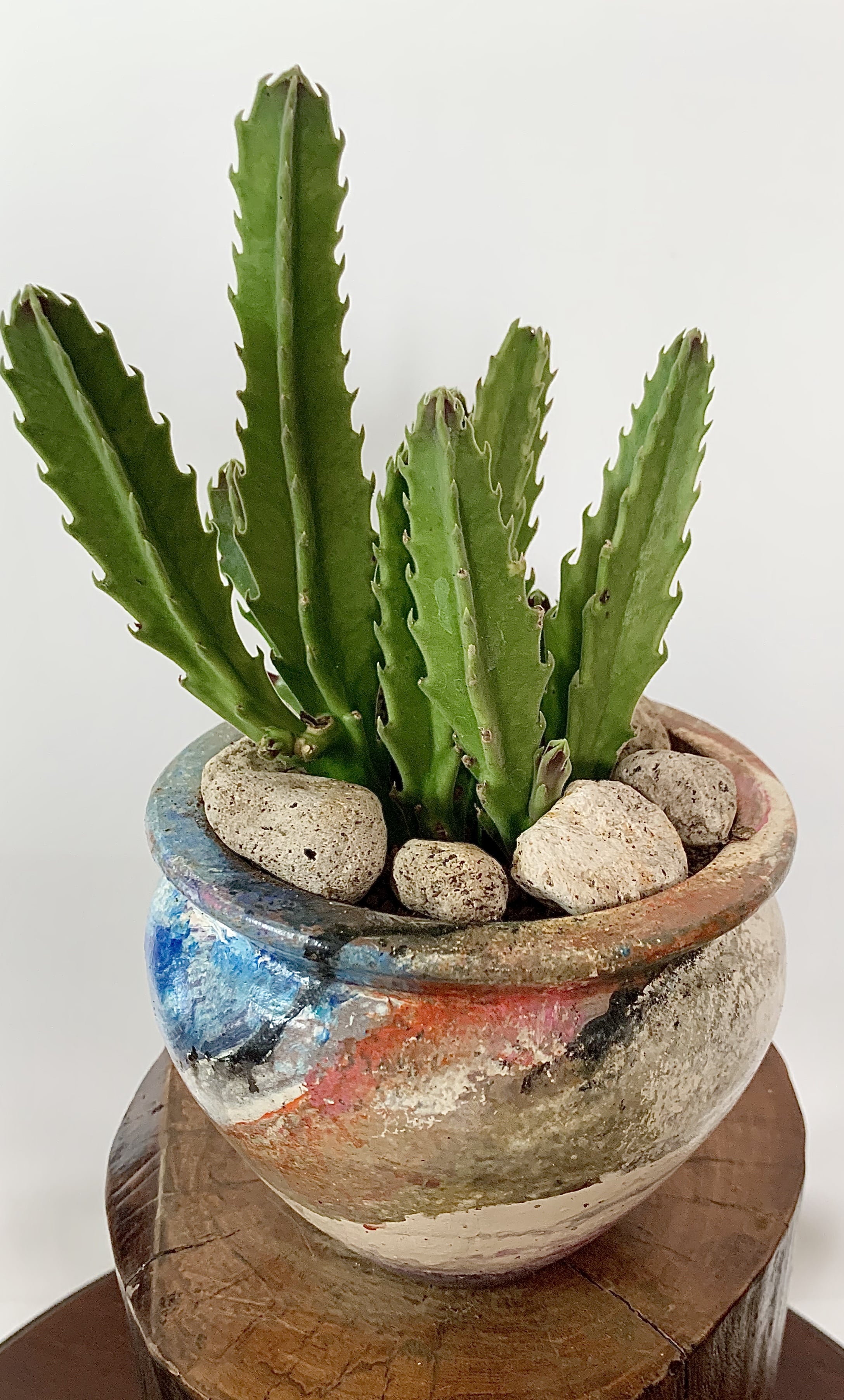 Stapelia