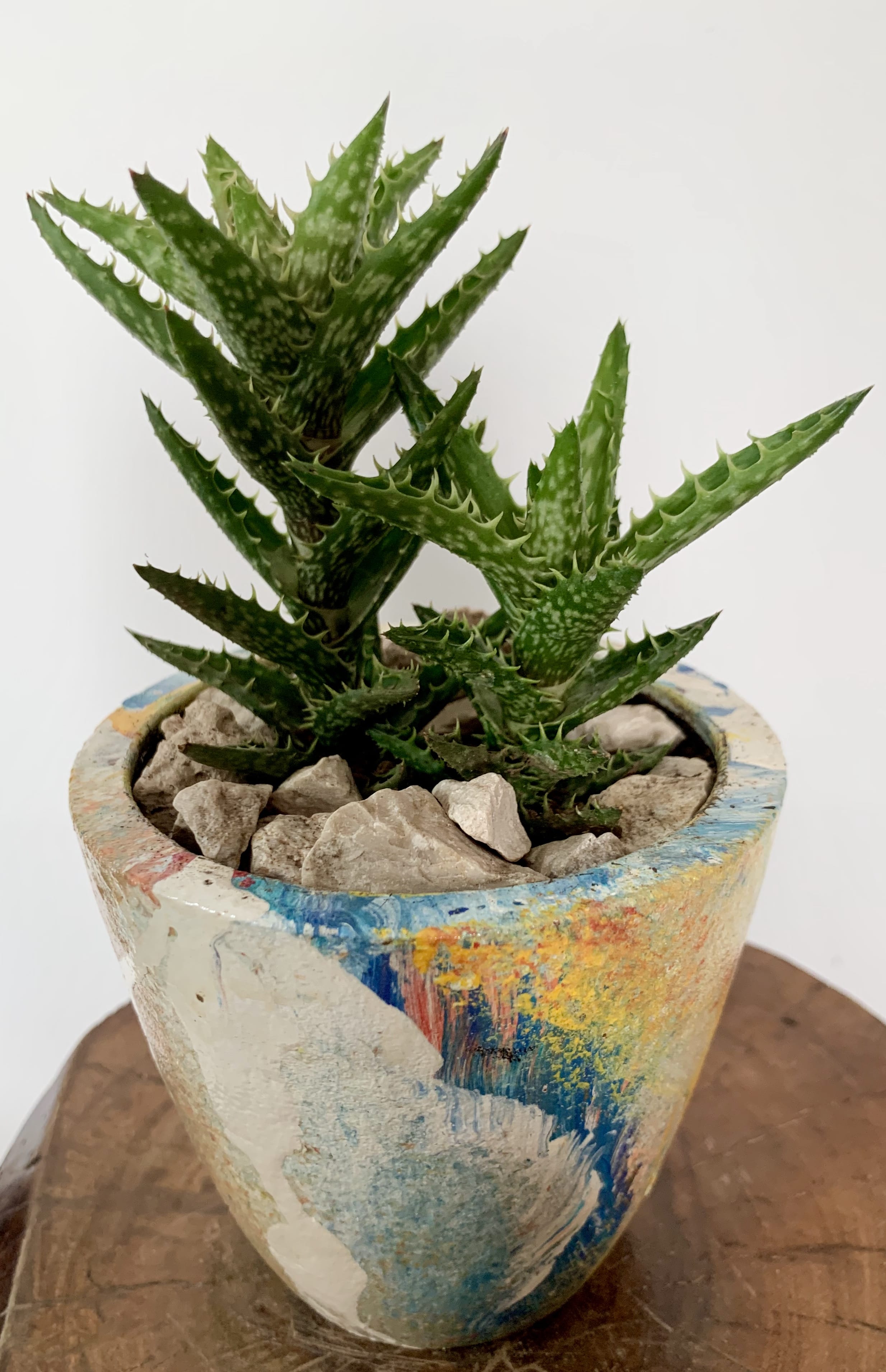 Aloe
