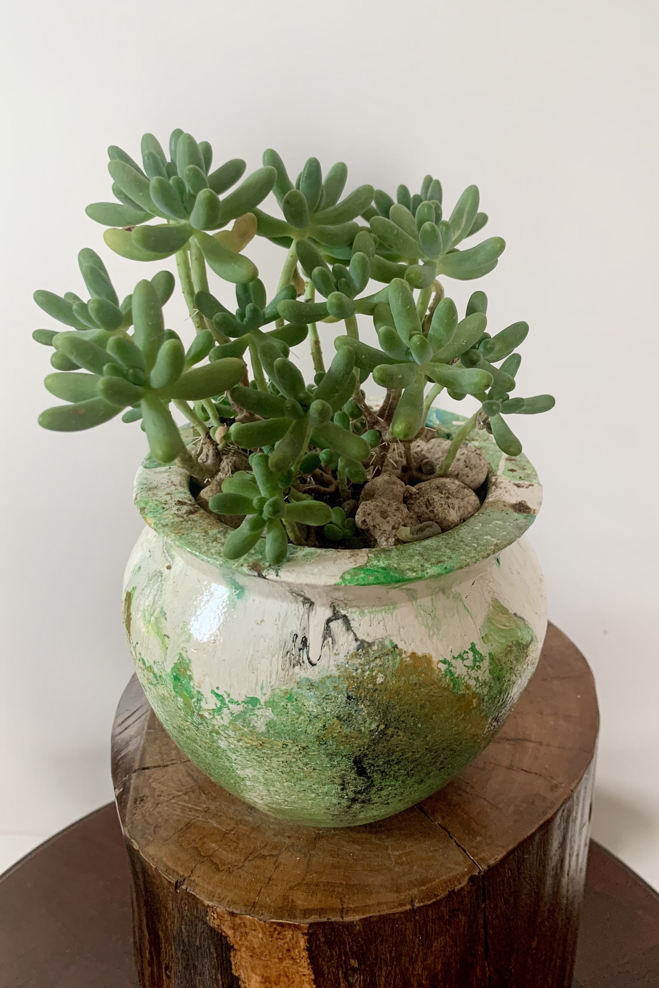Sedum