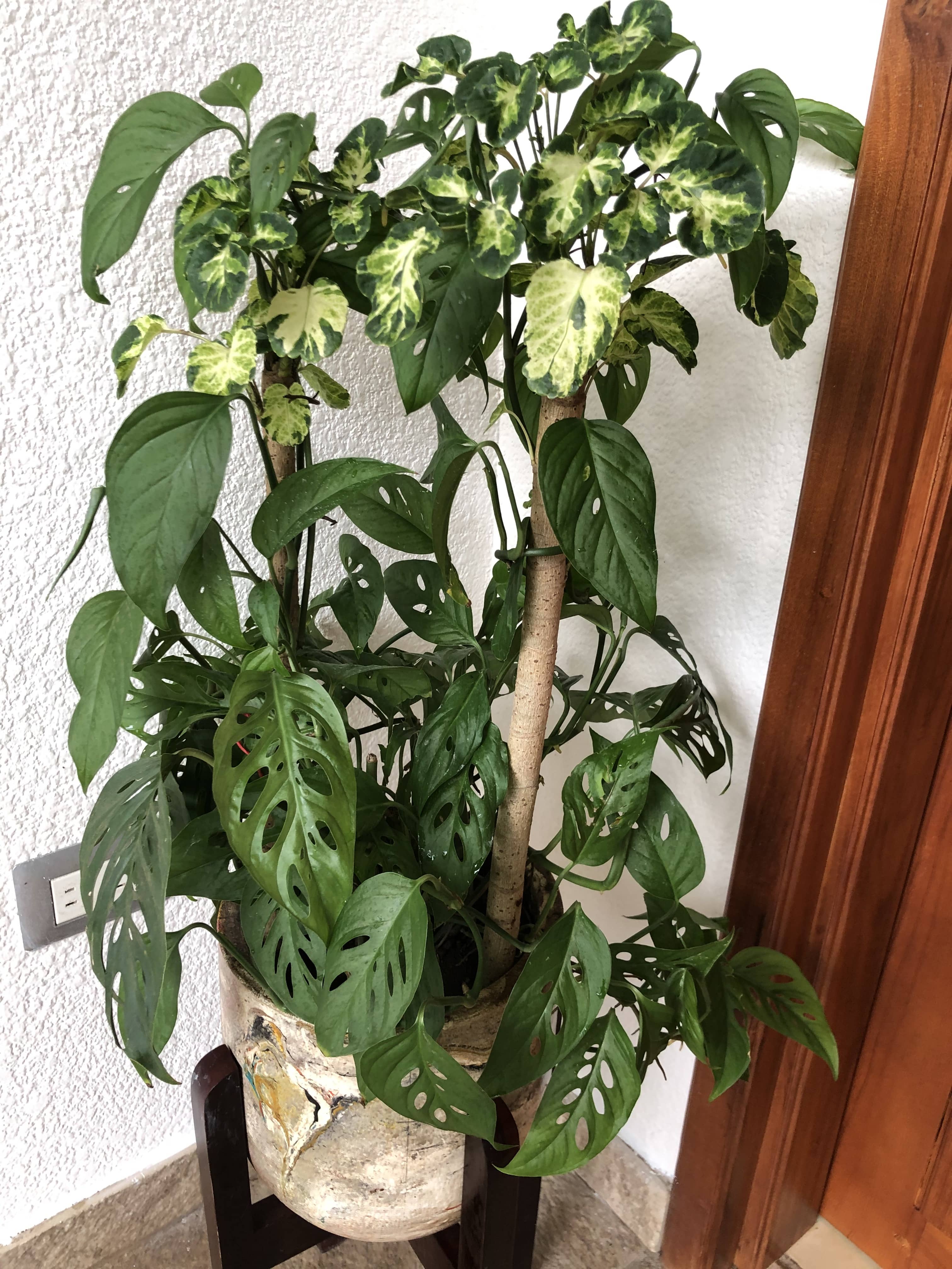 Monstera Adansonii