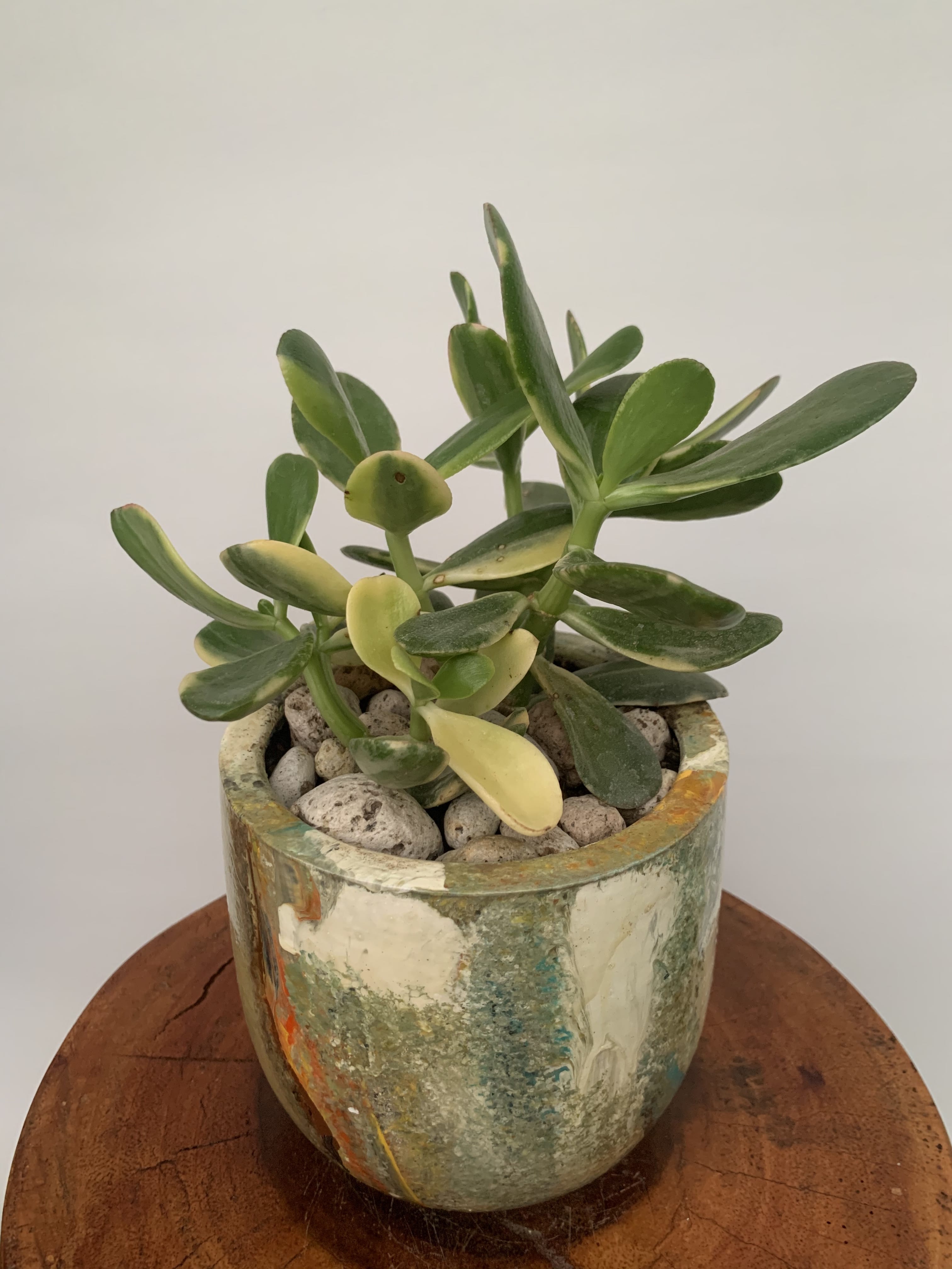 Crassula Ovata Variegada