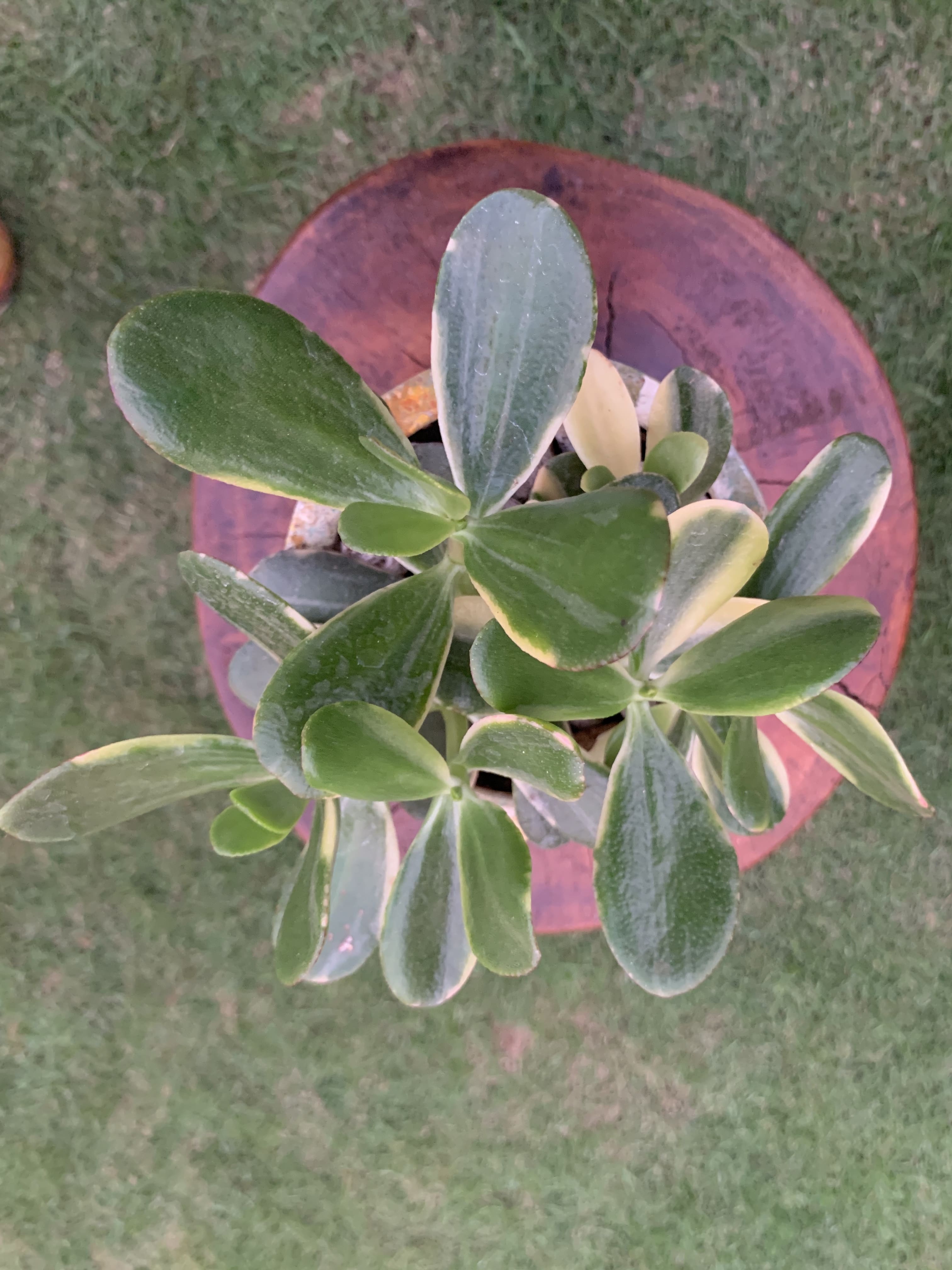Crassula Ovata Variegada