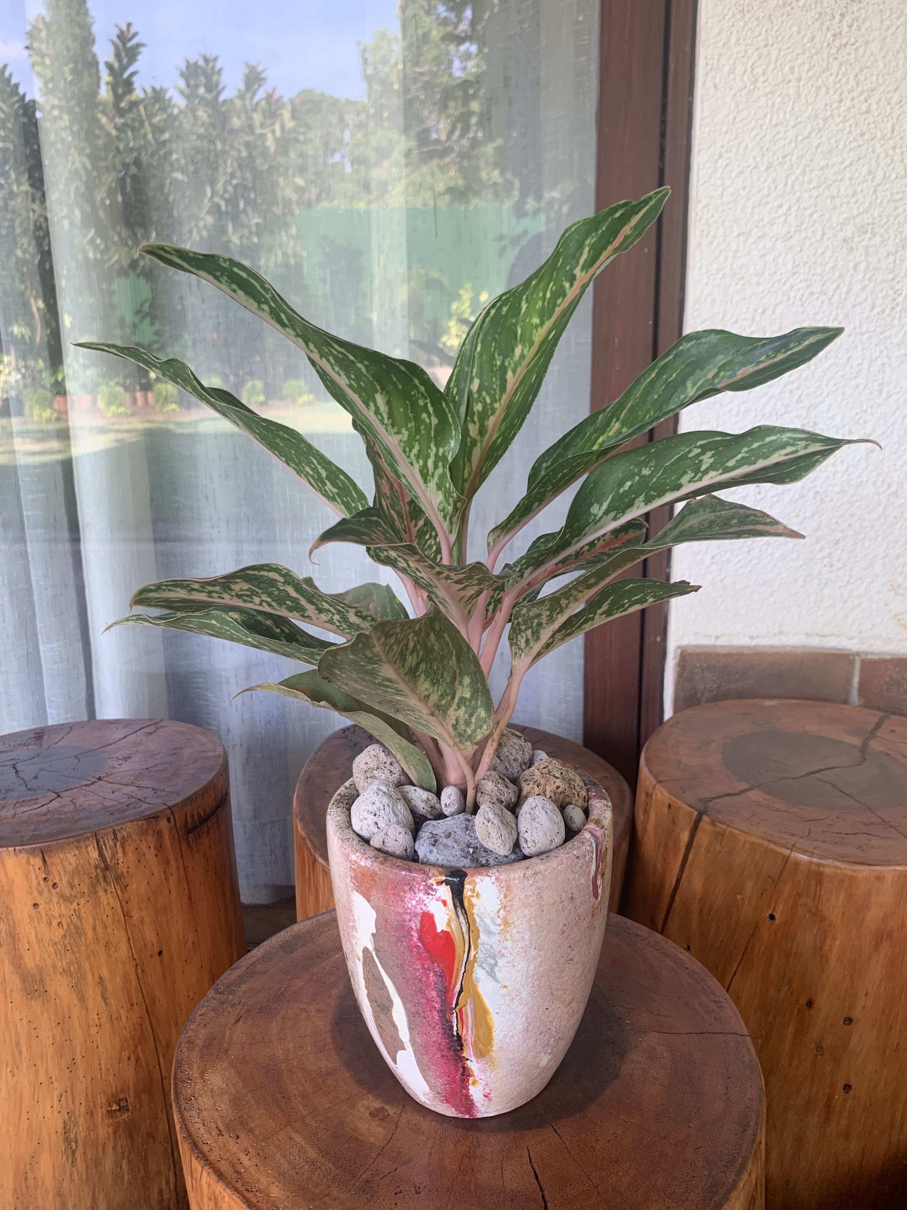 Aglanomea Prosperity